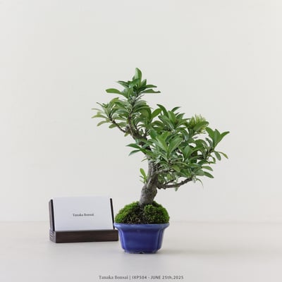 矮仙丹 [白花] | IXP5045