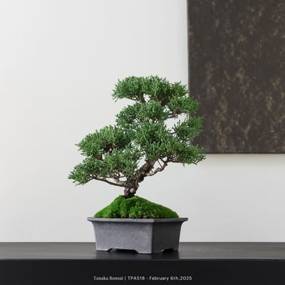 紀州真柏｜TPA5182