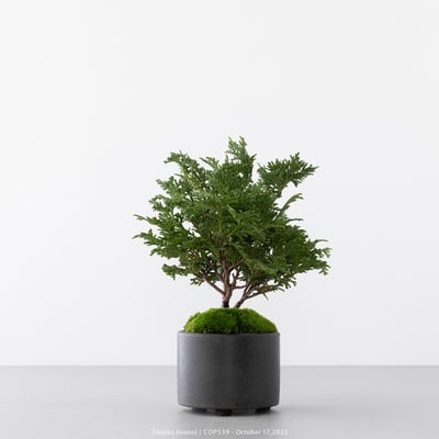 日本青檜｜COP5394