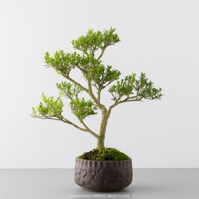 雀舌黃楊｜BHP5294