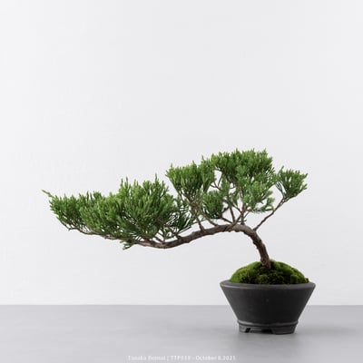 台灣真柏｜TTP5597