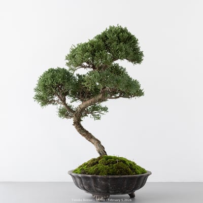 紀州真柏｜TP7885