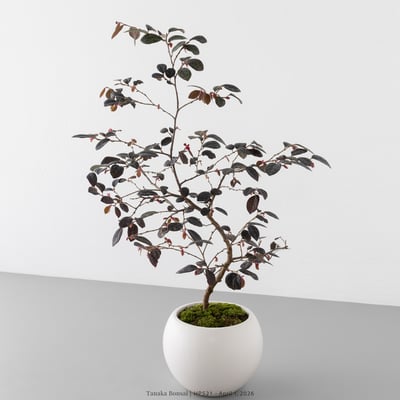 紅花繼木｜HP5218