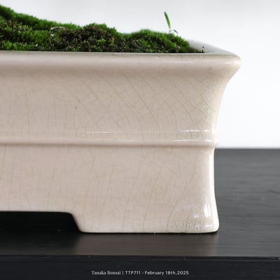 台灣真柏｜TTP7118