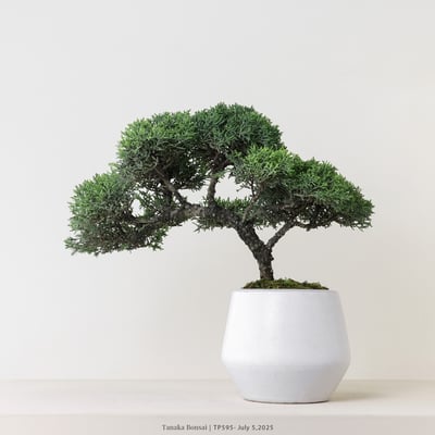 紀州真柏｜TP5955