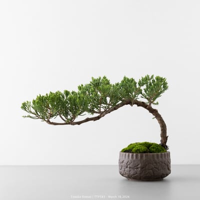 臺灣真柏｜TTP5836