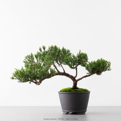 臺灣真柏｜TTP5912