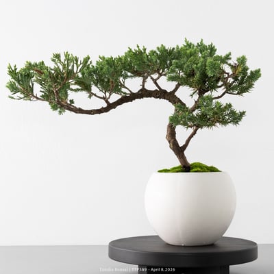 臺灣真柏｜TTP5892