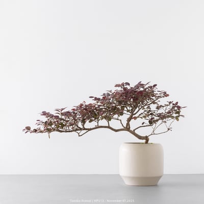 紅花繼木｜HP5139