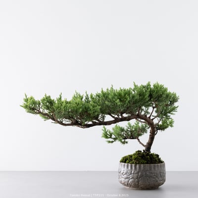 台灣真柏｜TTP5558