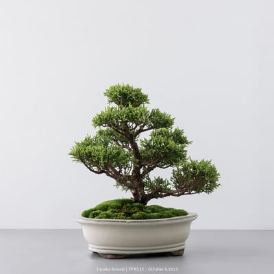 紀州真柏｜TPA5355