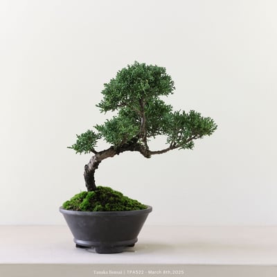 紀州真柏｜TPA5227