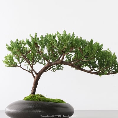 台灣真柏｜TTP5738