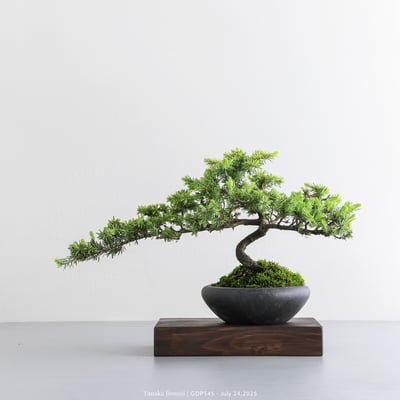 黃金杜松｜GDP5459