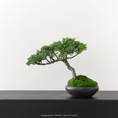 宮坂系魚川真柏｜MP5383