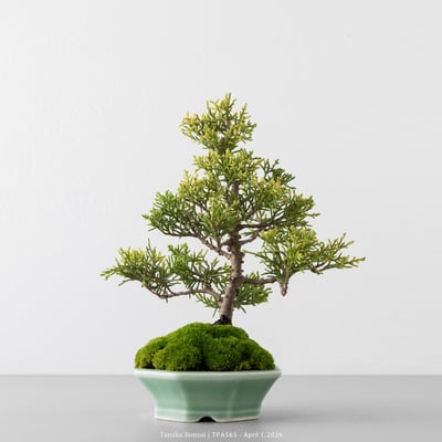 紀州真柏｜TPA5656