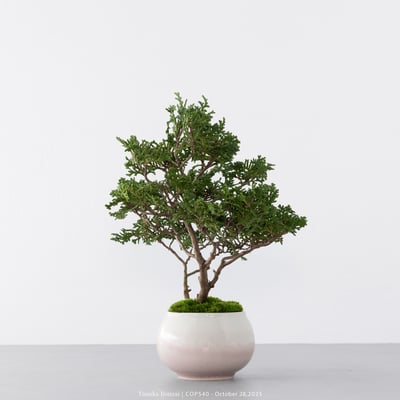 日本青檜｜COP5407