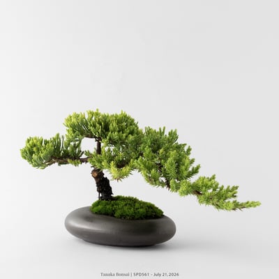 珍珠柏｜SPD5614