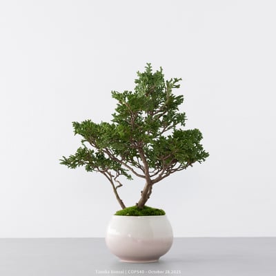 日本青檜｜COP5406