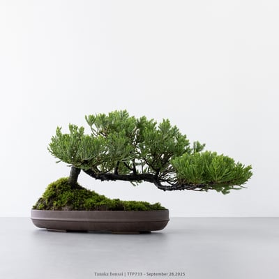 台灣真柏｜TTP7336