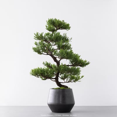 台灣真柏｜TTP5643