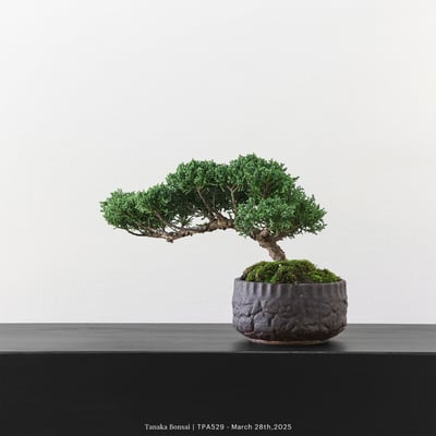 紀州真柏｜TPA5294