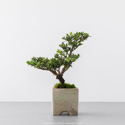 綠鑽羅漢松｜GPP5107