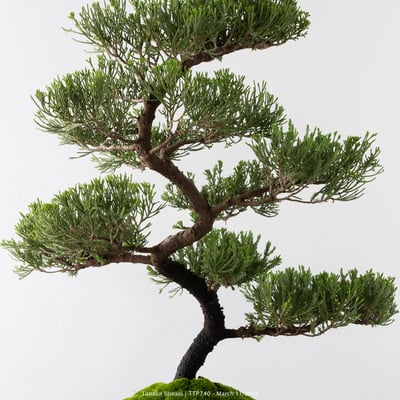 臺灣真柏｜TTP7405