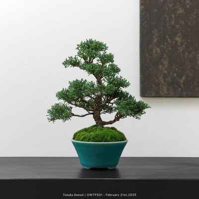 【官網限定】紀州真柏｜OWTP5011