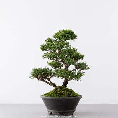 紀州真柏｜TPA5527