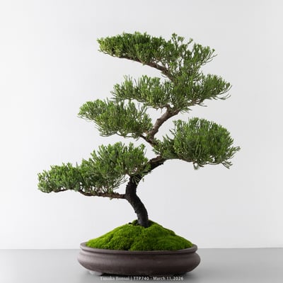 臺灣真柏｜TTP7403