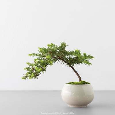 黃金杜松｜GDP5494