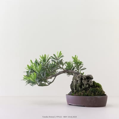 晶鑽羅漢松｜FP5226