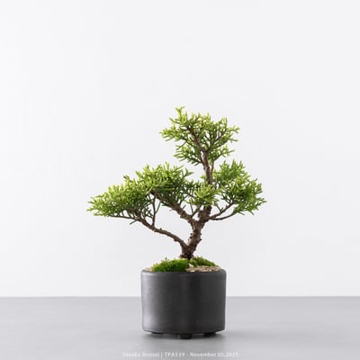 紀州真柏｜TPA5396