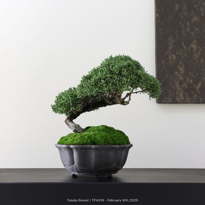 紀州真柏｜TPA5162