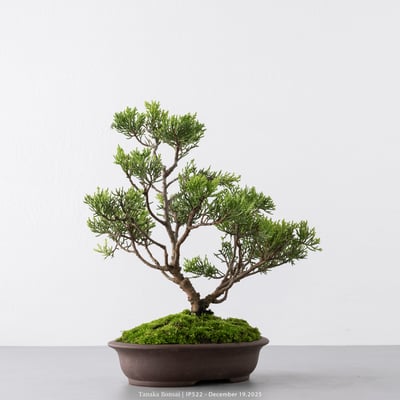 系魚川真柏｜IP5223