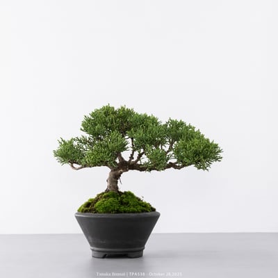 紀州真柏｜TPA5385