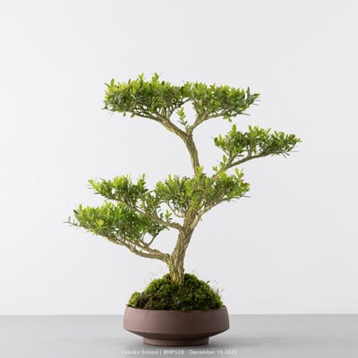 雀舌黃楊｜BHP5286