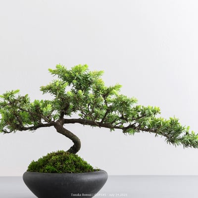 黃金杜松｜GDP5456