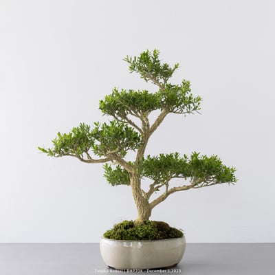 雀舌黃楊｜BHP7088