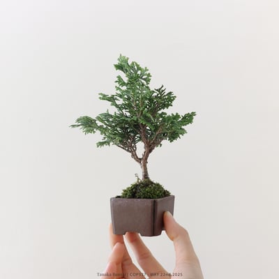 日本青檜｜COP5375