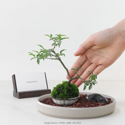 李氏櫻桃｜CP5092