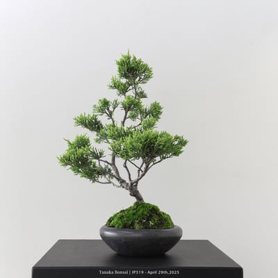 系魚川真柏｜IP5193