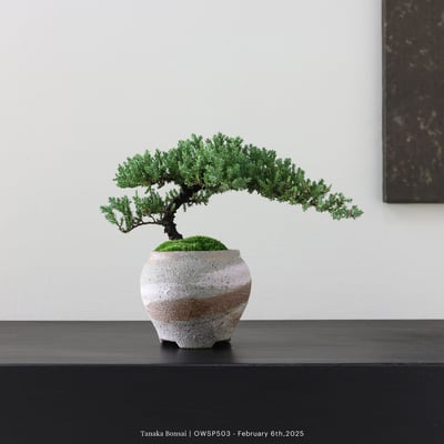 【官網限定】珍珠柏｜OWSP5031