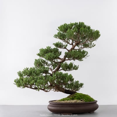 台灣真柏｜TTP7354