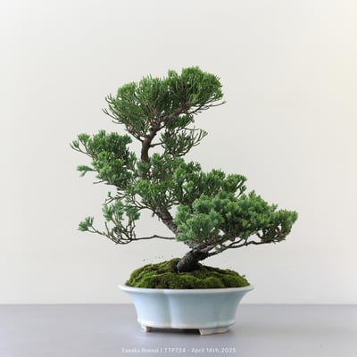 台灣真柏｜TTP7242