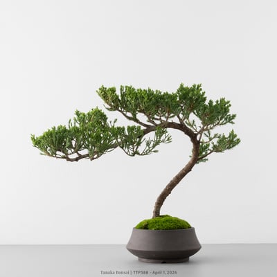 臺灣真柏｜TTP5888