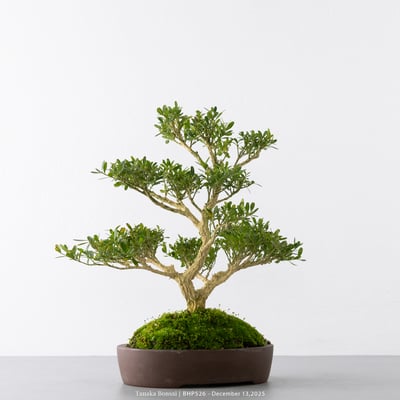 雀舌黃楊｜BHP5269