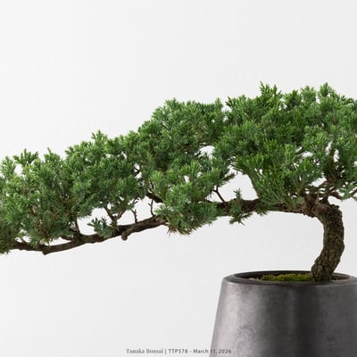 臺灣真柏｜TTP5782