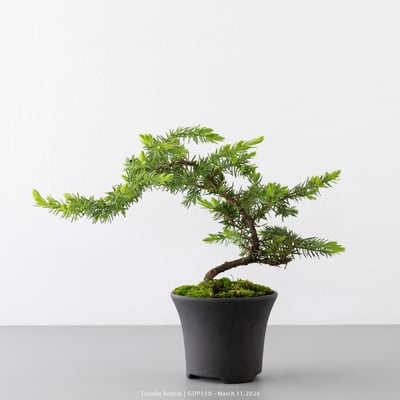 黃金杜松｜GDP5503